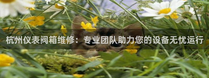 新宝gg代理条件