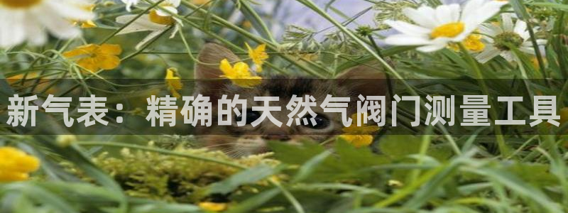 新宝gg在哪开户