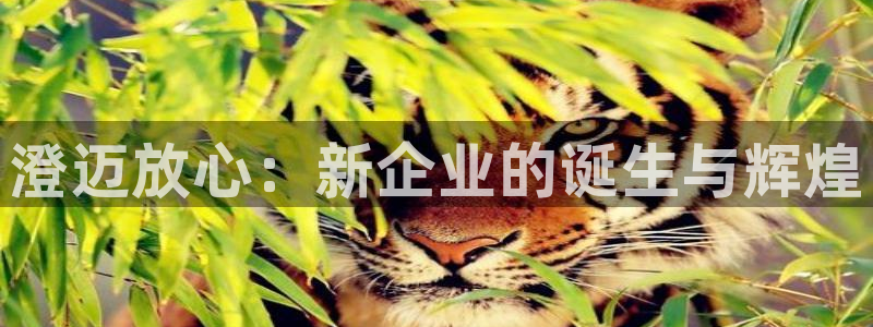 新宝6娱乐新宝gg