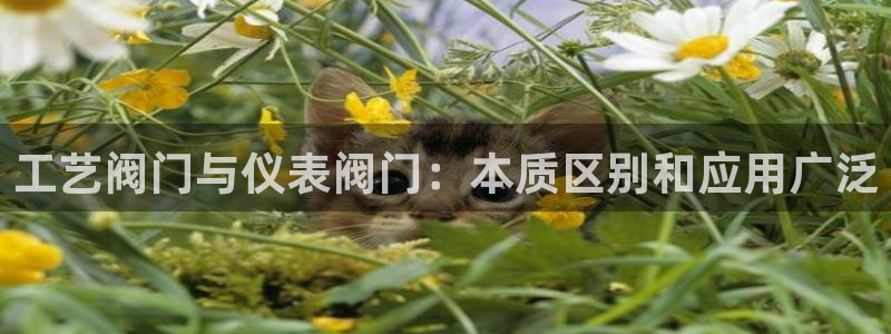 新宝gg娱乐上皇巢网